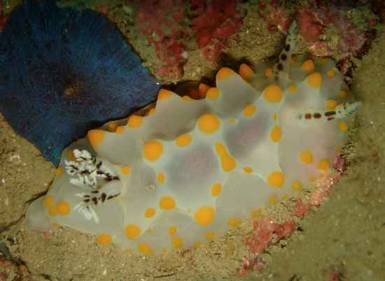  Halgerda carlsoni (Sea Slug)